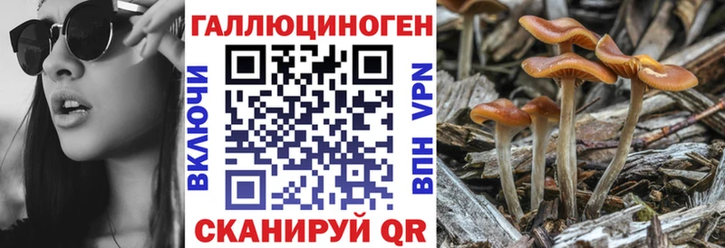 Галлюциногенные грибы Cubensis  Новошахтинск 
